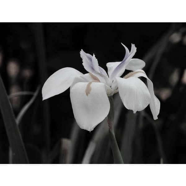 bloemen-flowers-dietes-grandiflora-afrikaanse-iris-1